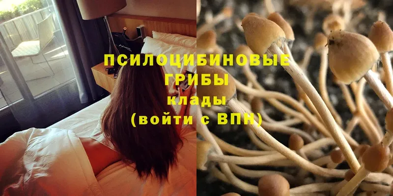 сколько стоит  Благовещенск  Псилоцибиновые грибы Psilocybine cubensis 